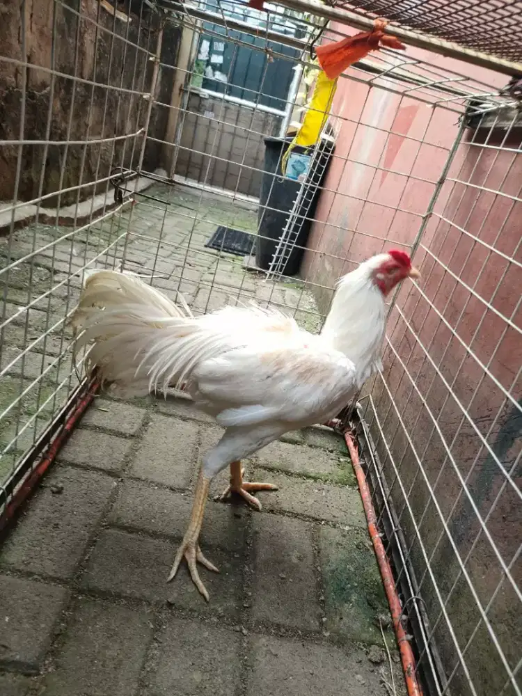 ayam bangkok dewasa