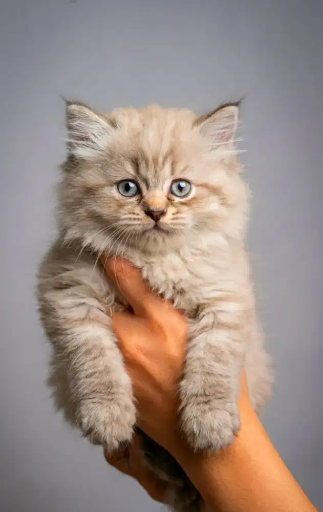 Dijual Kucing Ragdoll Lynx Point Murah