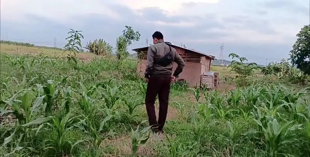 Tukang kebun ternak kambing BAGI HASIL