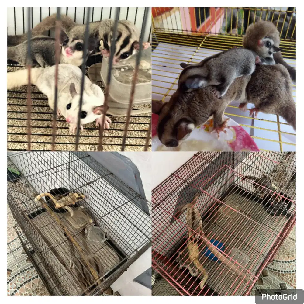 SUGAR GLIDER classic Grey dan Leucistic