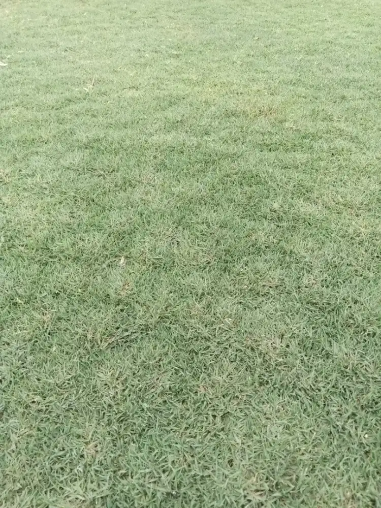 Rumput taman rumput golf