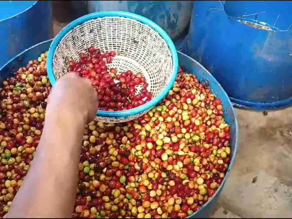 Dijual Lahan Kebon Kopi di  Cicurug Sukabumi