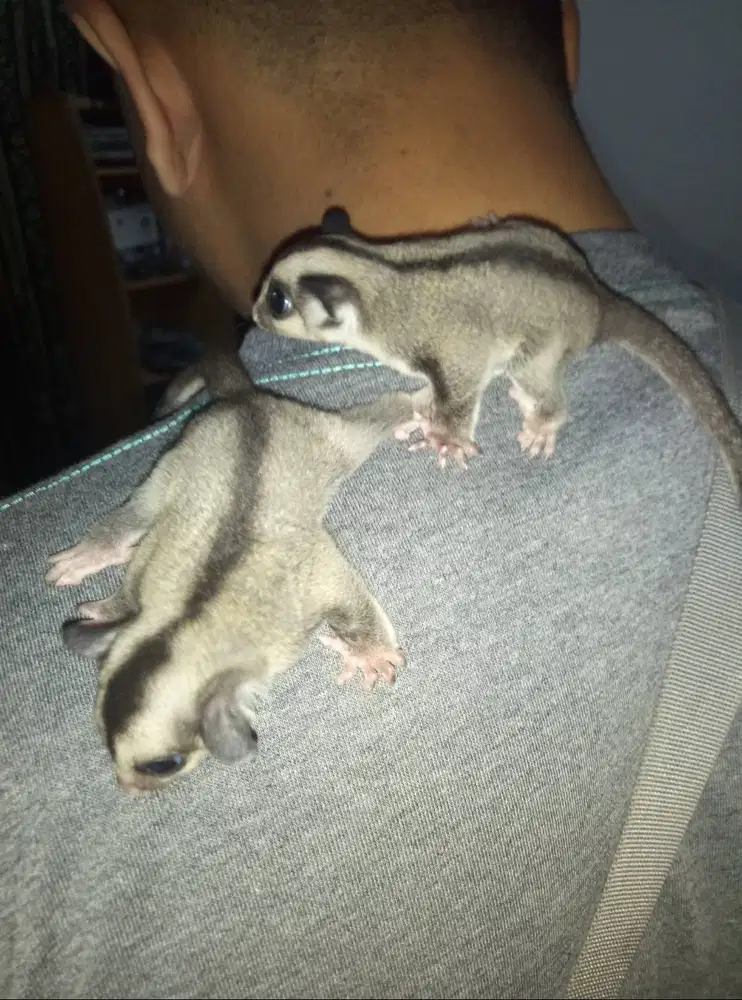 Dijual Sugar Glider