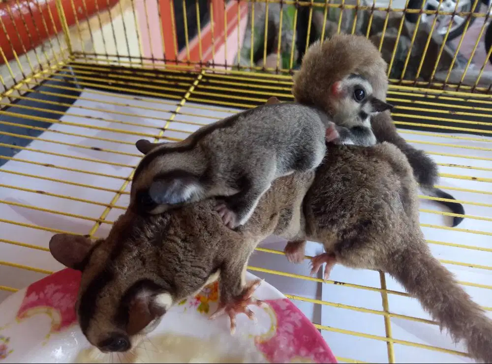 Dijual SUGAR GLIDER