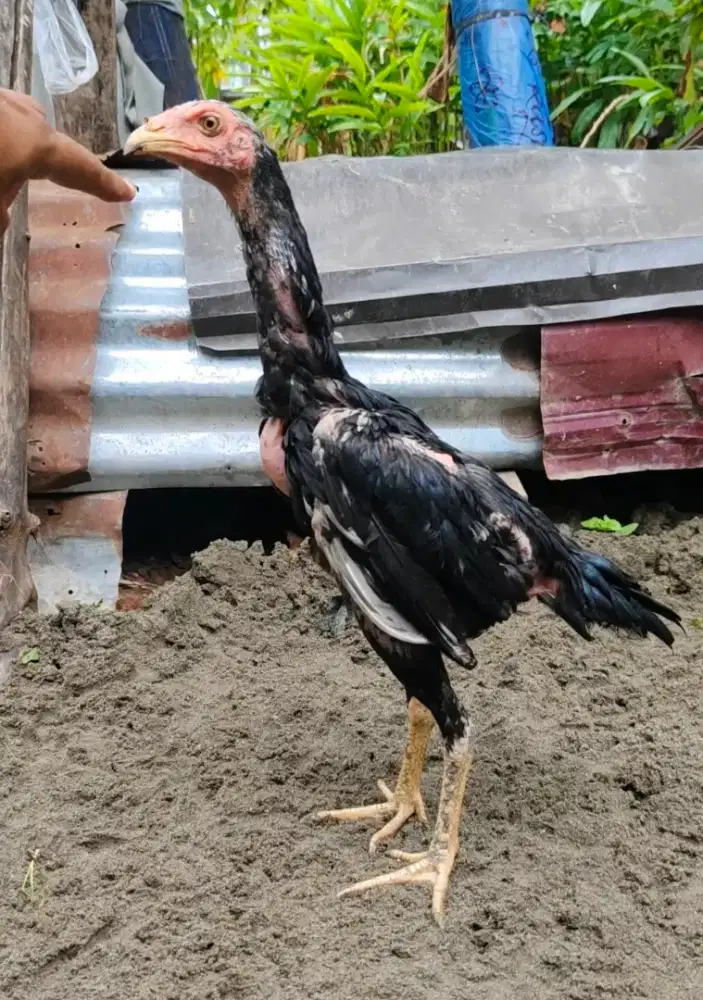 Ayam khoytrad betina