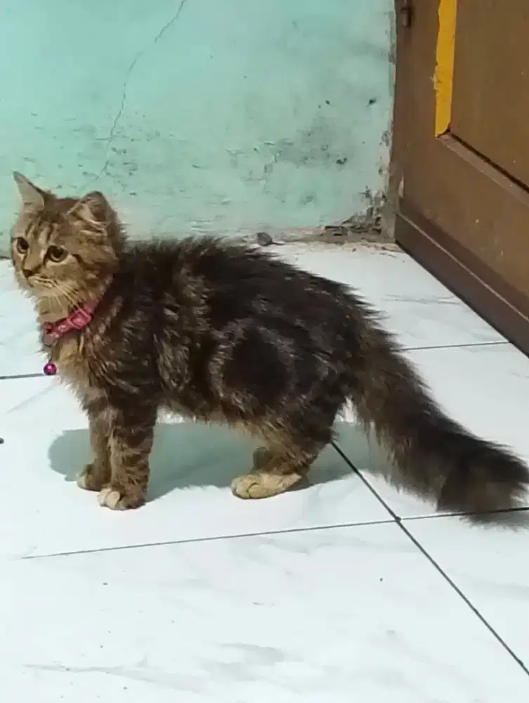 Kucing Persia Mujaer