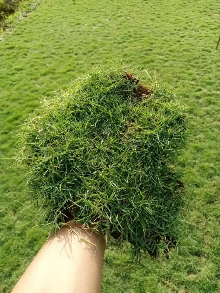 Rumput hias rumput sweis