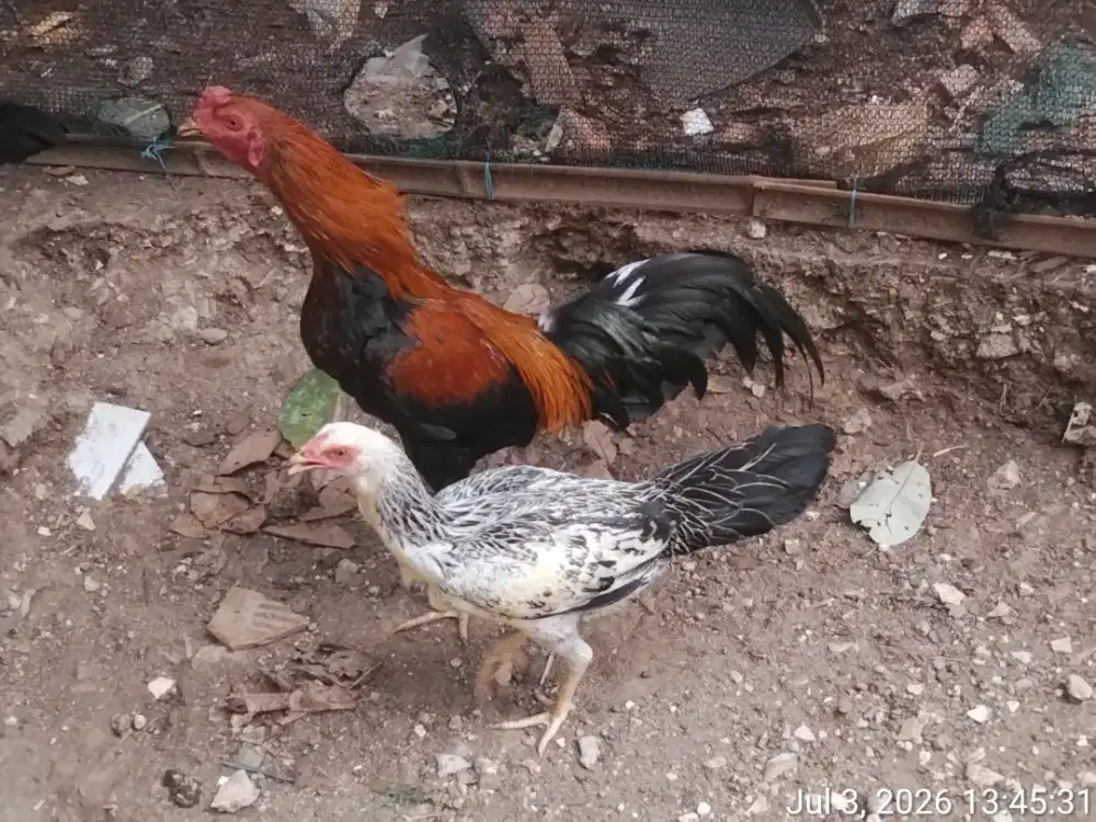 Ayam Kampung Jago dan Betina Siap Kawin