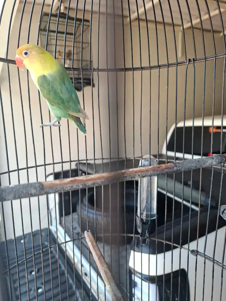 Lovebird fullset sangkar