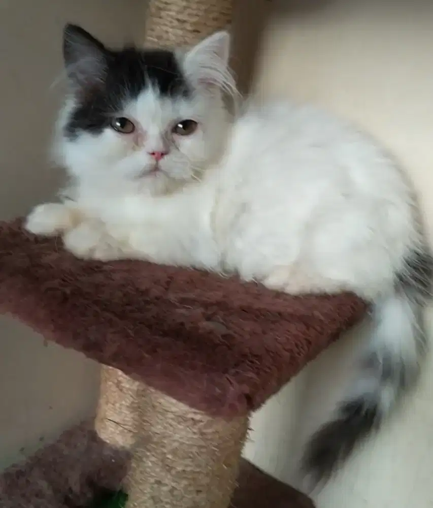 Persia munchkin jantan