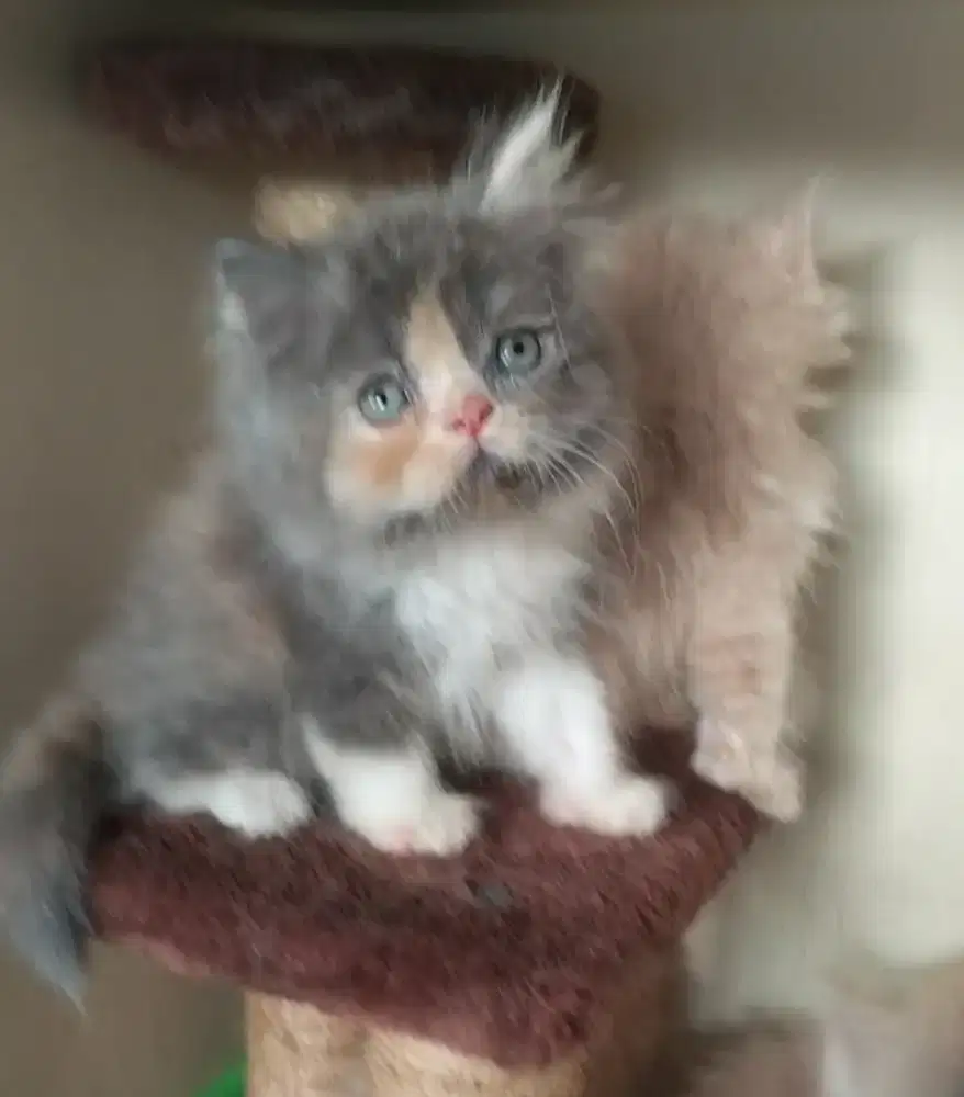 Kucing Persia  jantan betina