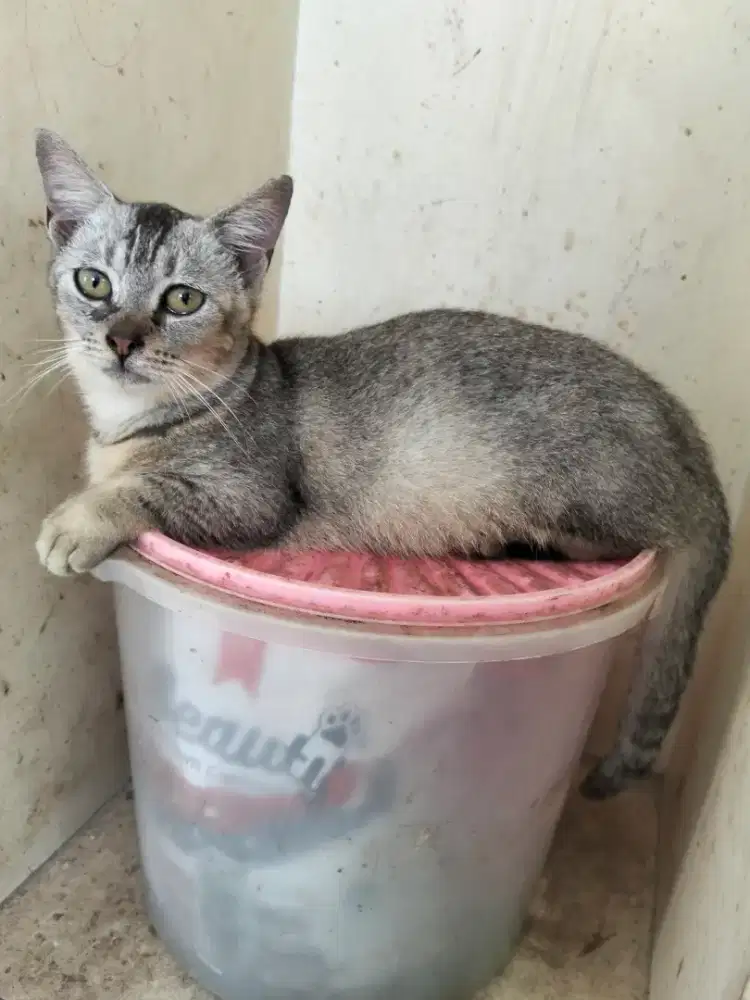 Kucing Munchkin Jantan