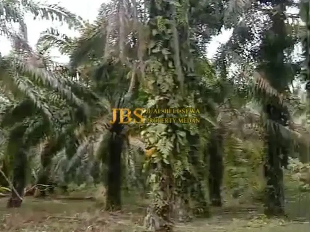 Tanah Kosong Dijual di Desa Bohorok - Daerah Langkat