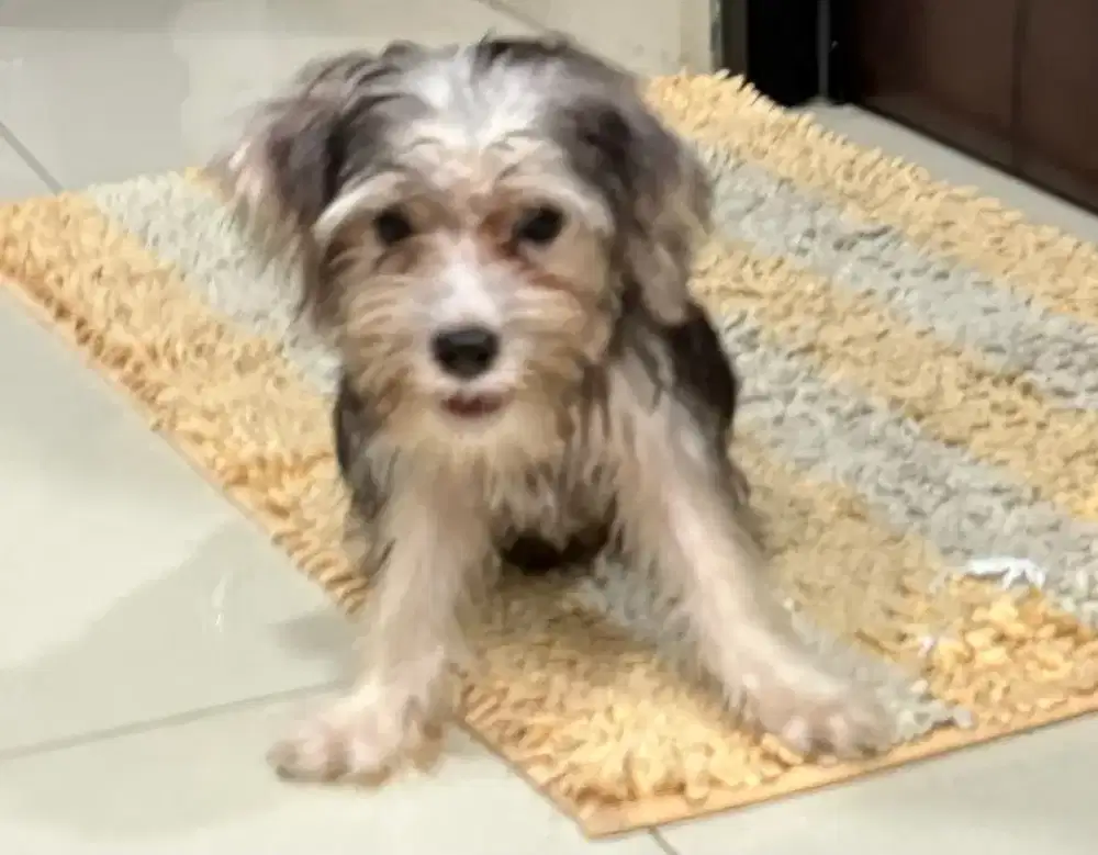 Di jual puppy Morki