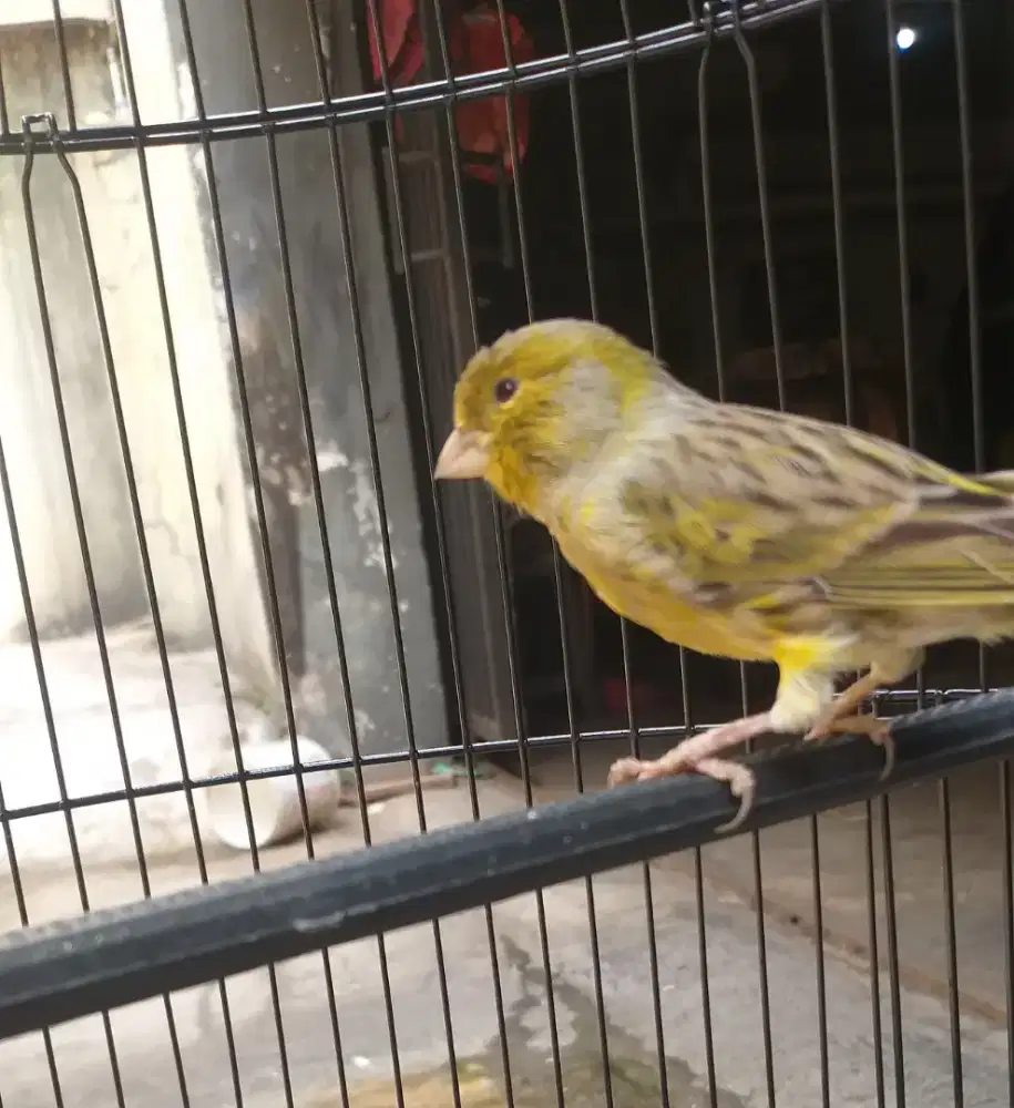Burung kenari loper jantan