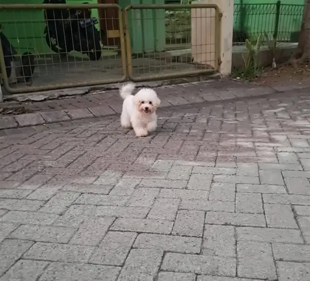 Tiny Korean Bichon Frise Female