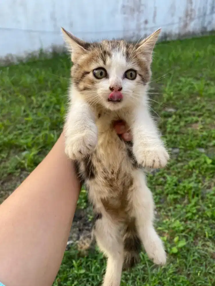 Anakan kucing lucu
