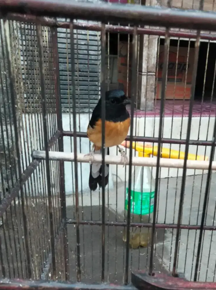 Burung Murai batu betina siapan dah nelur gemuk