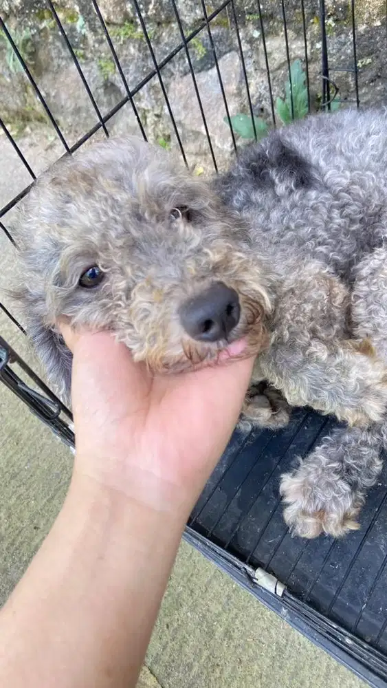 jual anjing poodle silver abu abu