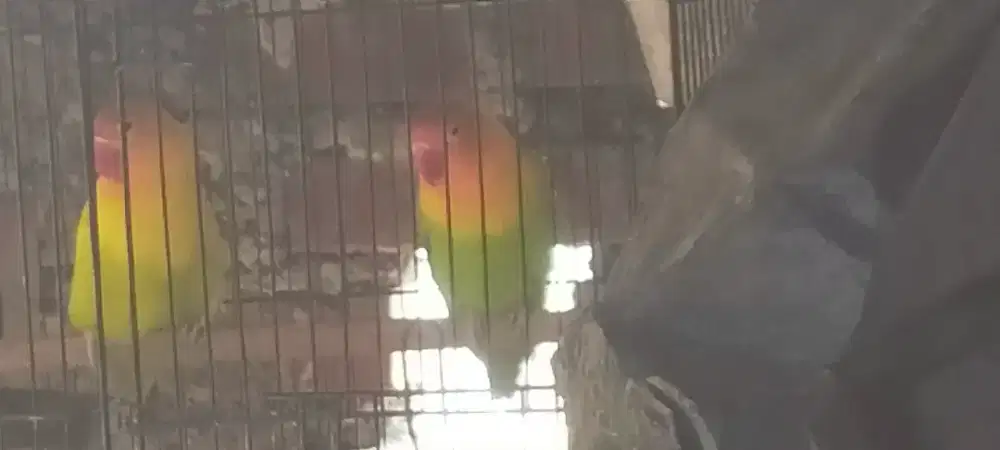 Love Bird jodohan
