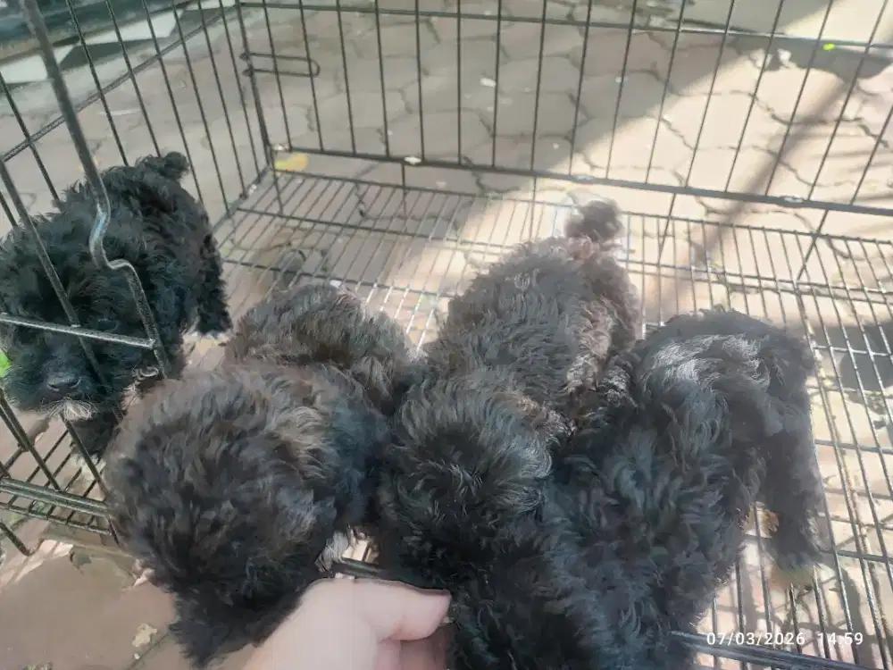 Black choco tiny/toy poodle