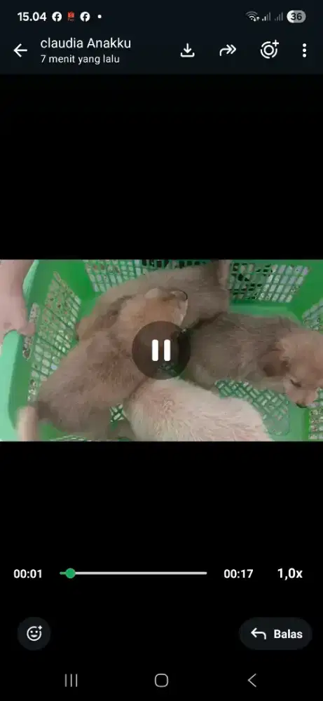 Anjing campuran golden sehat kuat makan
