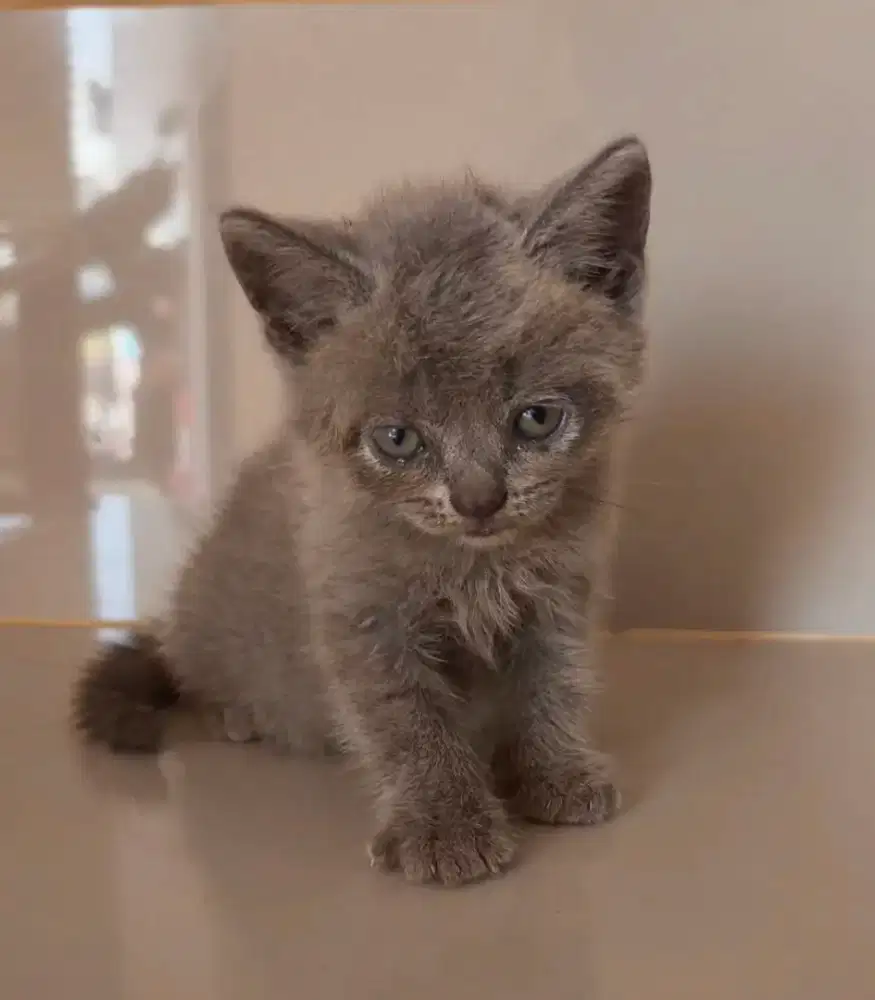 Bsh blue, bicolor and white all male