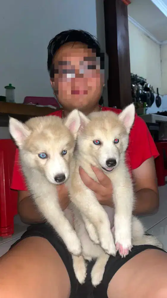 Anjing siberian husky pure 100%