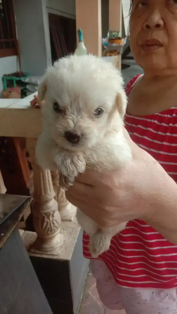 Pompoo ( Pomeranian x Poodle )