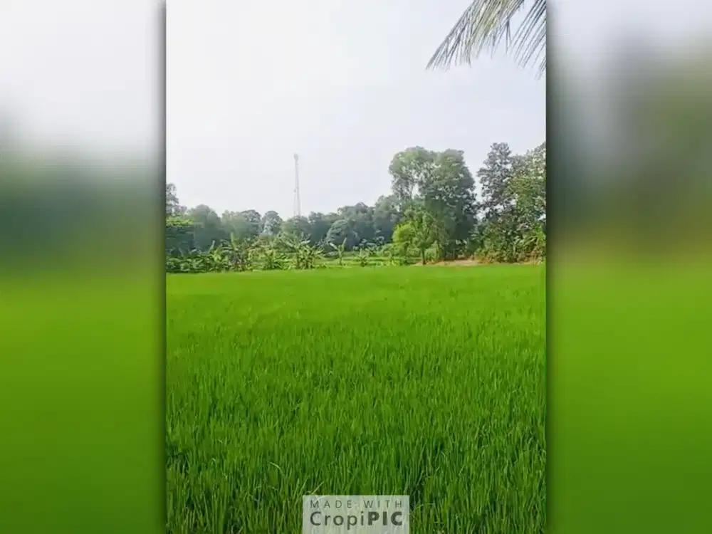 Dijual Tanah 1,2 Hektar di Bojong Mangu Cikarang – SHM, Hanya 20 Meter dari Jalan Raya