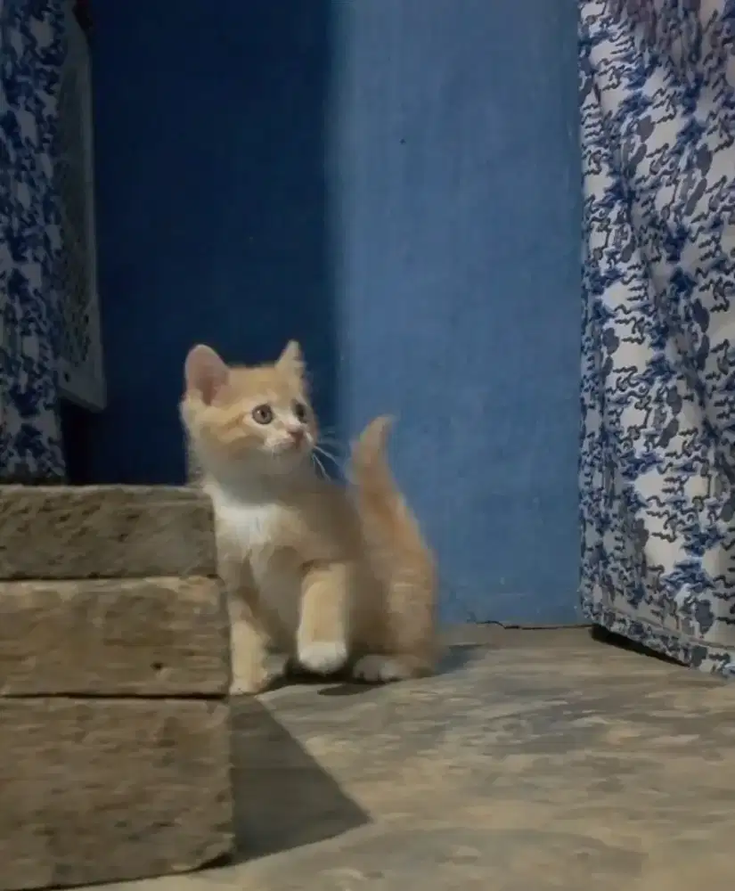 Munchkin ns betina line BSH colour point
