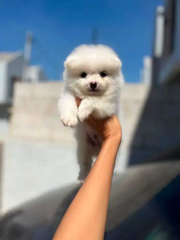 superminipom jantan snow white kosongan