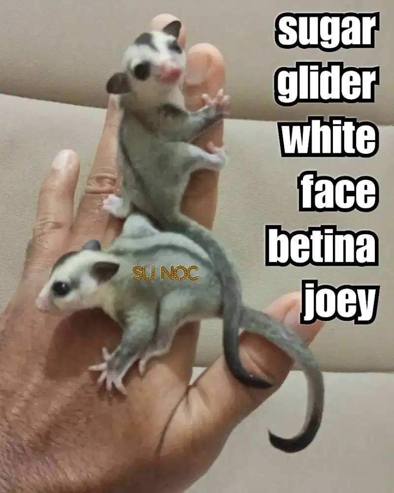 sugar glider betina white face