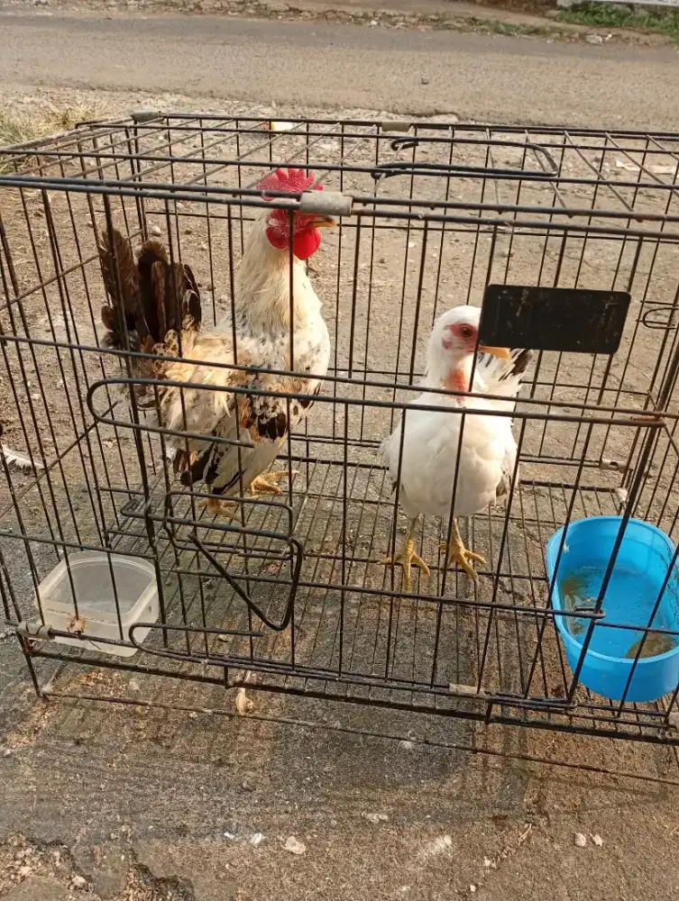 Ayam hias chabo black stell