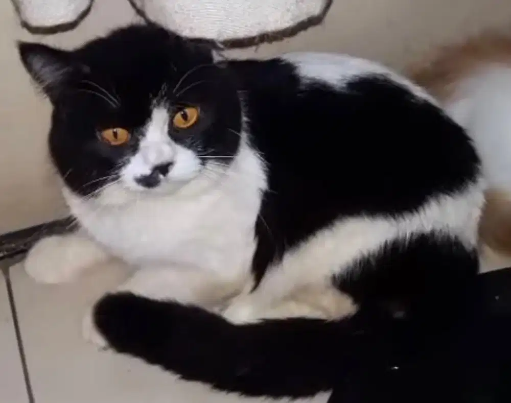 Kucing british shorthair bsh british short hair
