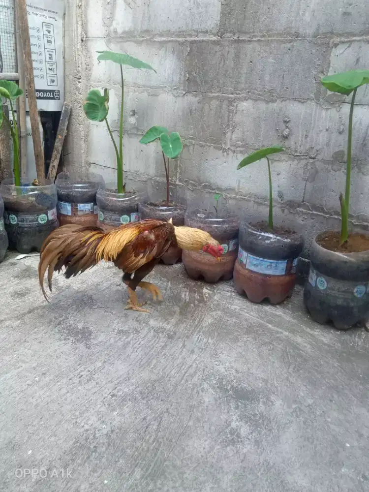 Dijual ayam jago bangkok