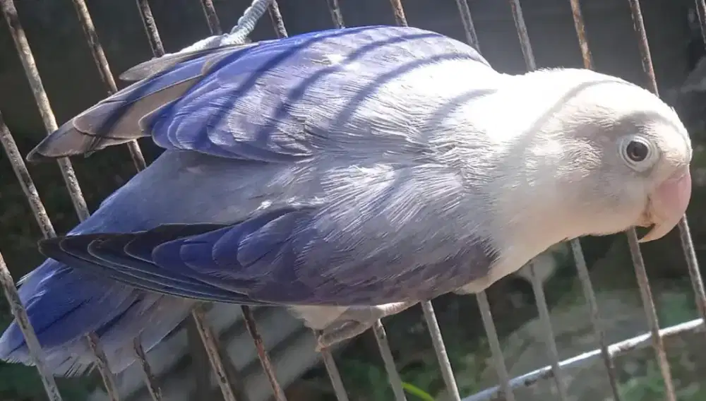 Burung Lovebird biola