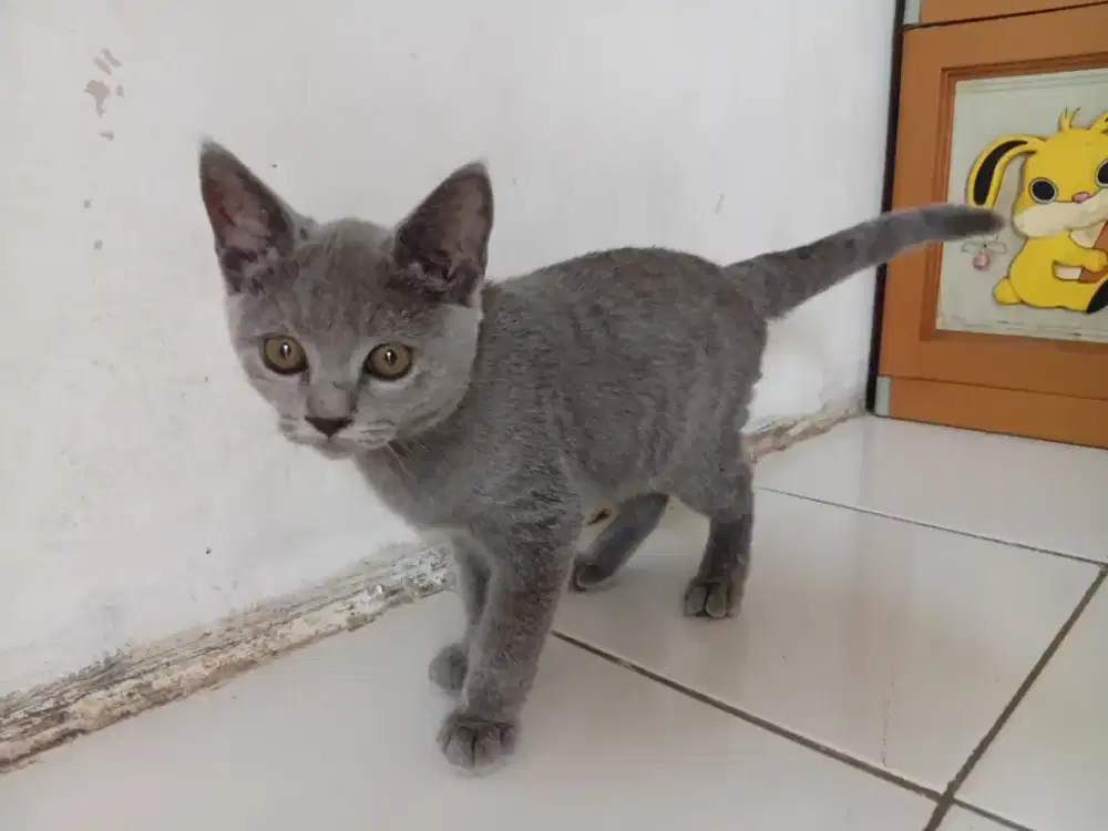 Bsh pure betina 3bulan