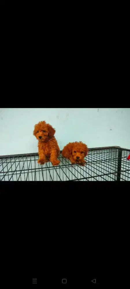 Open adopted poodle 1 month