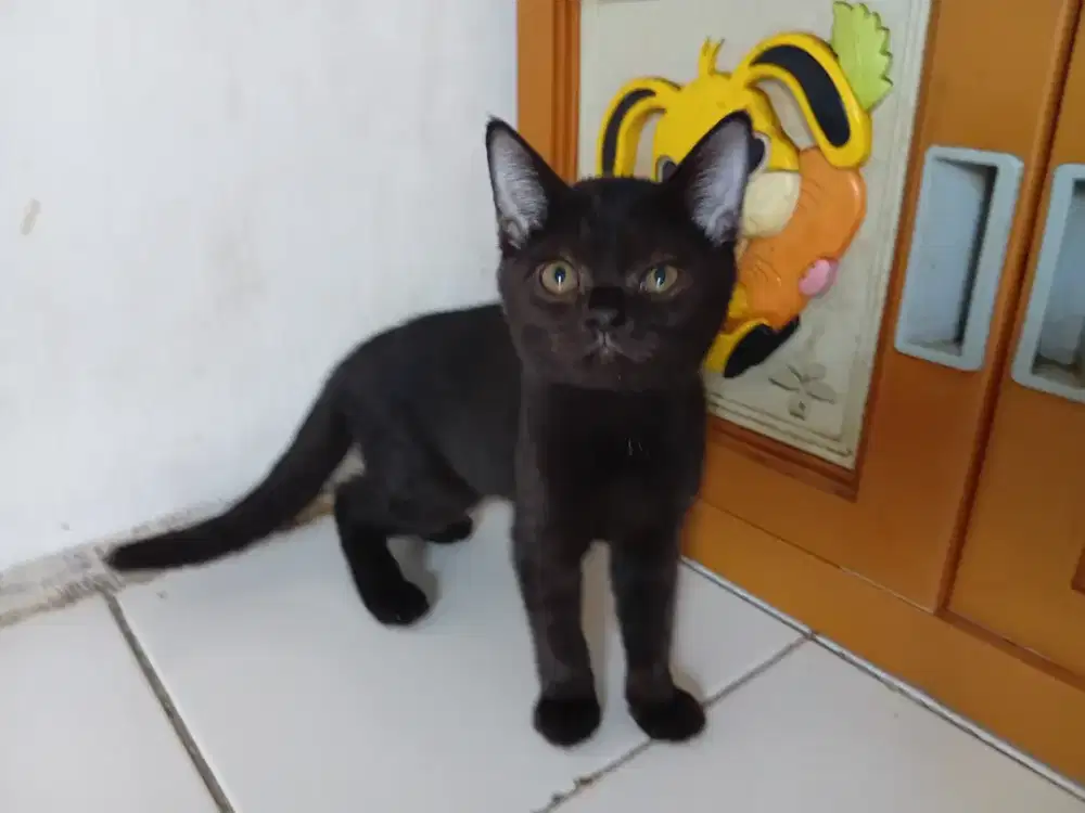 Bsh pure betina 3bulan