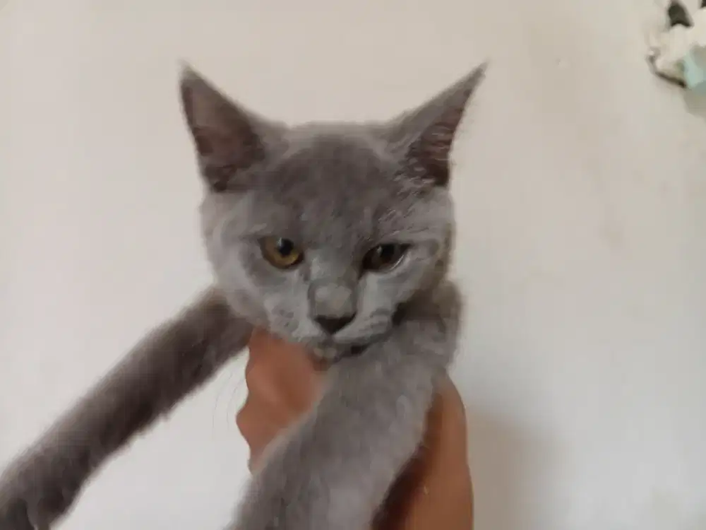 Bsh pure jantan 3bulan