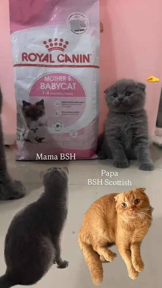KUCING BSH X SCOTTISH