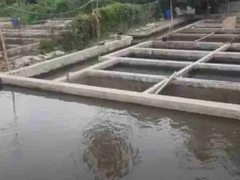 Dijual Kolam ikan air deras 9 jalur & rumah Cijambe Subang