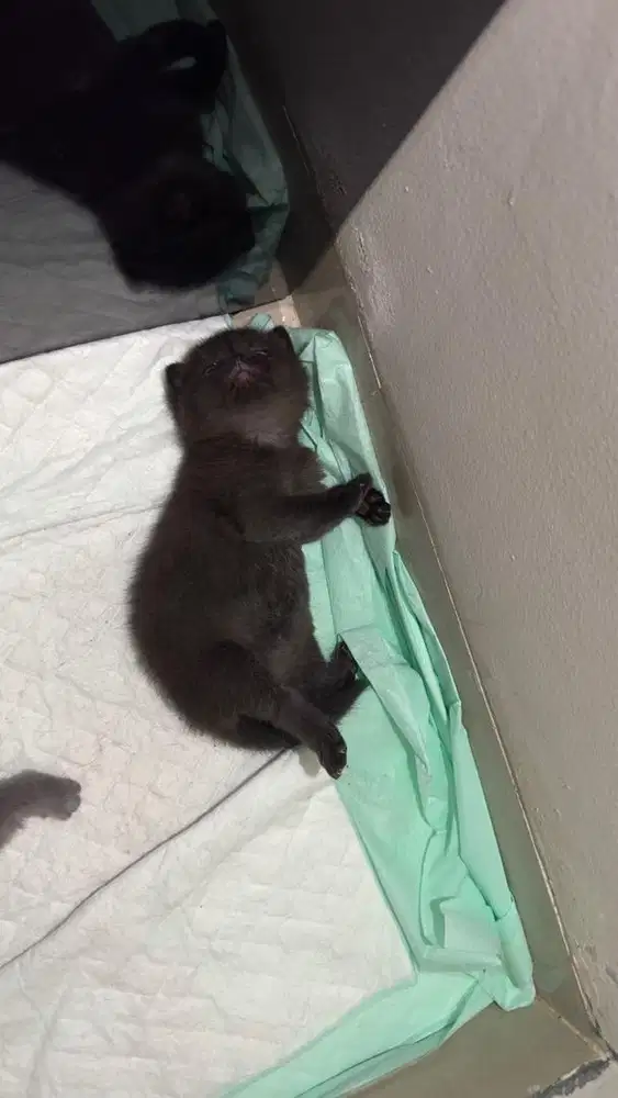Kucing Scottish fold