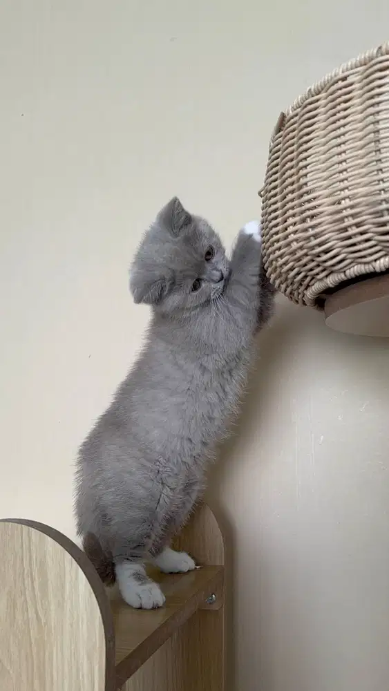 MUNCHKIN BSH Bico Lilac