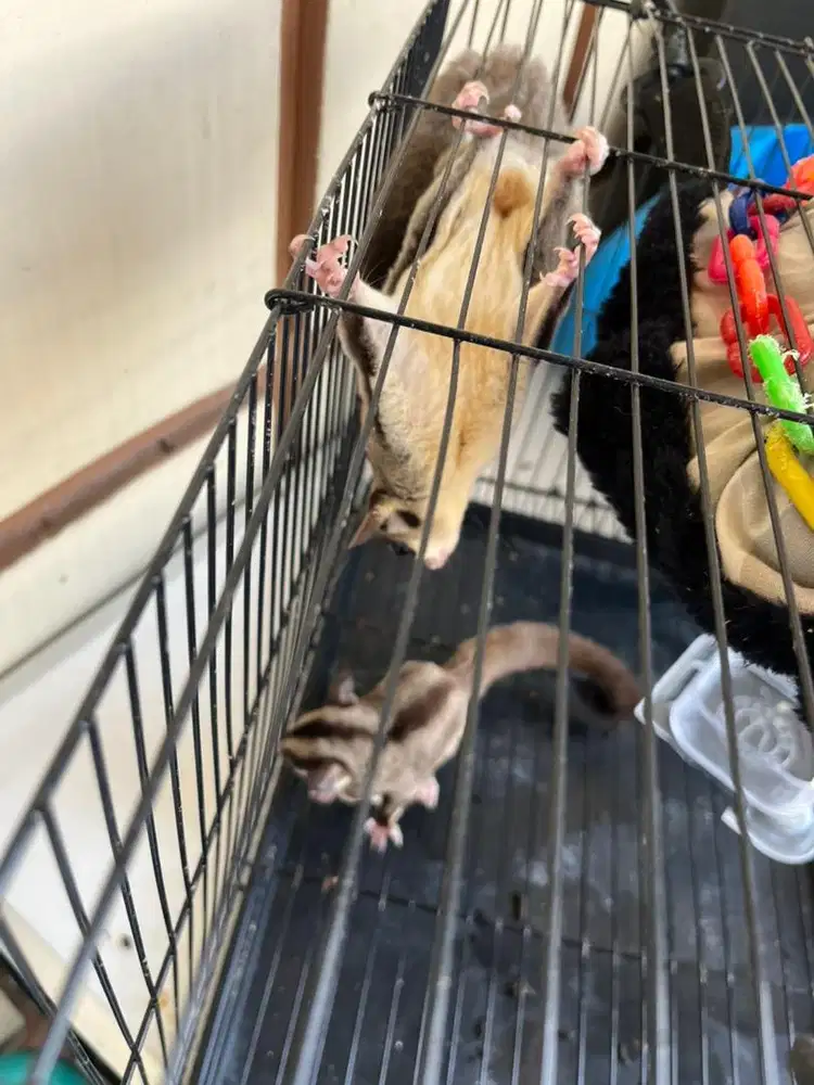 Sugar Glider Classic Grey