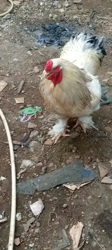 Jual ayam brahma