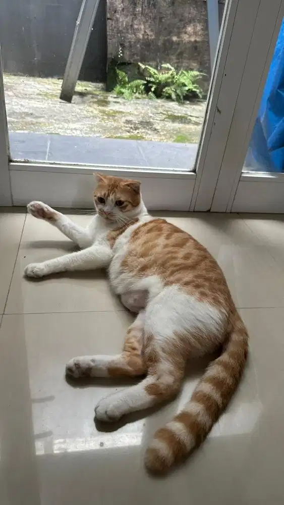 Kucing Scottish fold