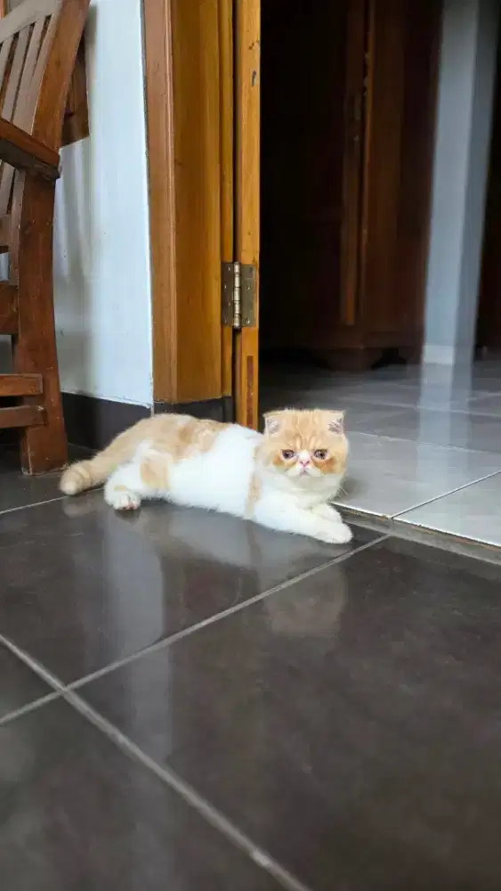 Kucing Foldex jantan