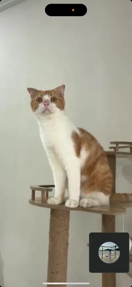 Kucing scottish fold